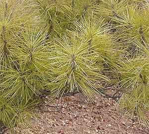 Golden Pine