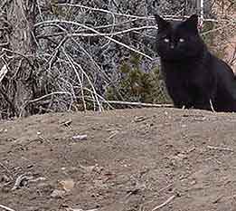 Hello, Kitty!