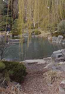 Winter pond